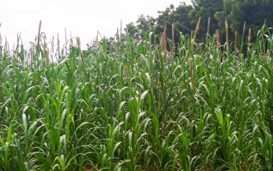 Semis, pluies et soudure : où en est la campagne agricole 2026 au Niger ?